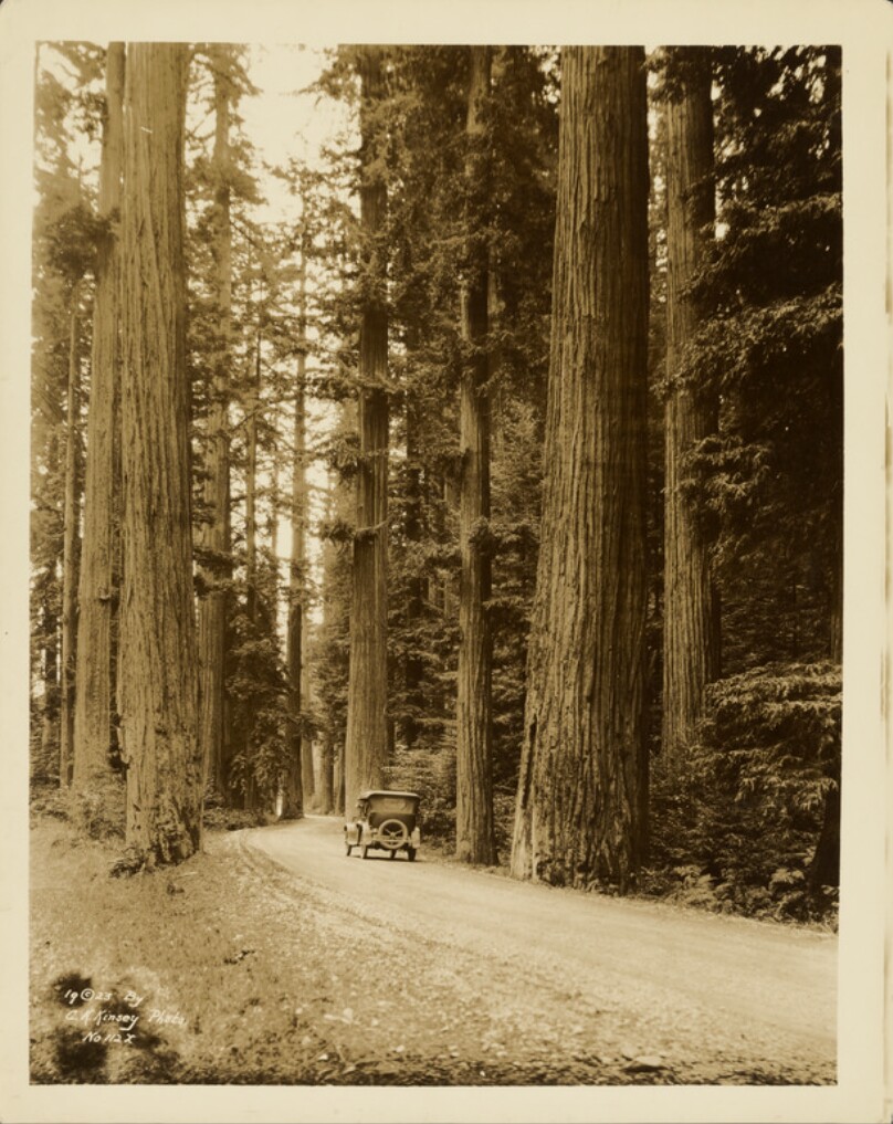 Redwoods, Northern California