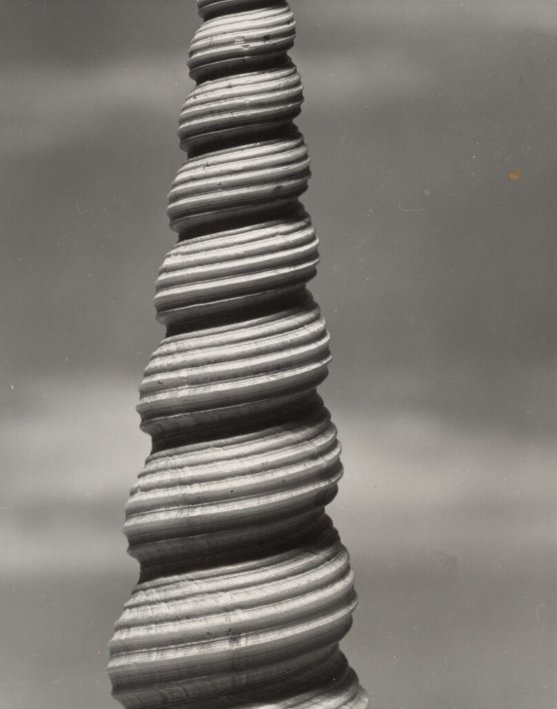 Banded Screw Shell