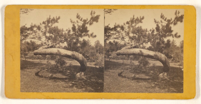 [Twisted pine tree]