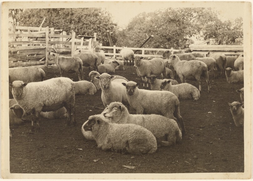 [Sheep in Pen]