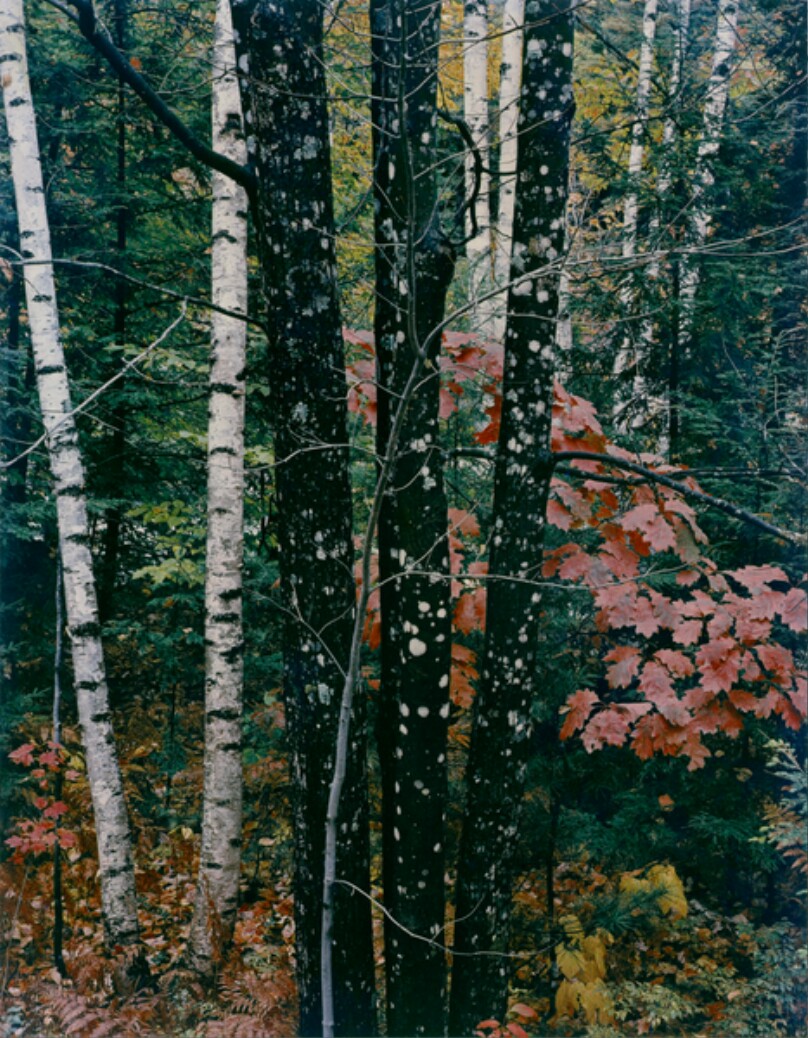 Maple and Birch Trunks and Oak Leaves, Passaconaway Road, New Hampshire