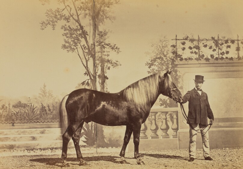 Fine, Poney Finlandais, Ecuries russes de l'Exposition Universelle 1867