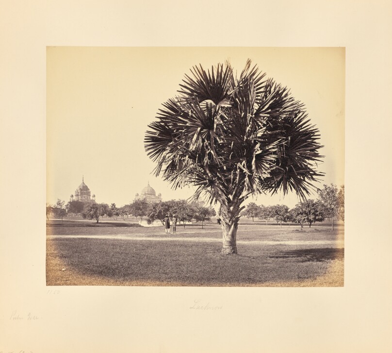 Lucknow; Palm Tree Study