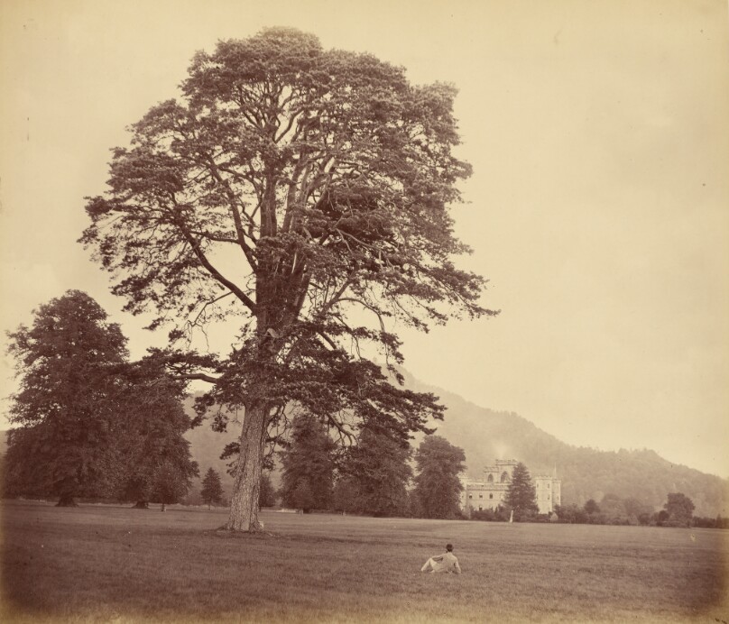 Great Scots Fir on Lawn