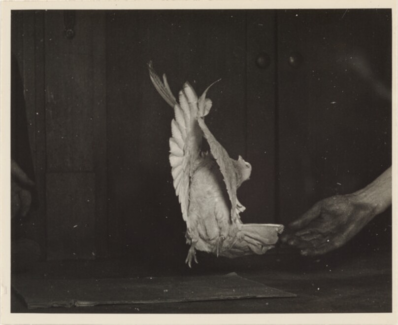 Tumbler Pigeons