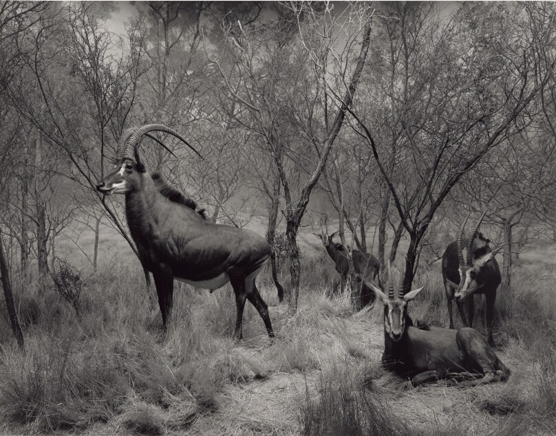 Sable Antelope