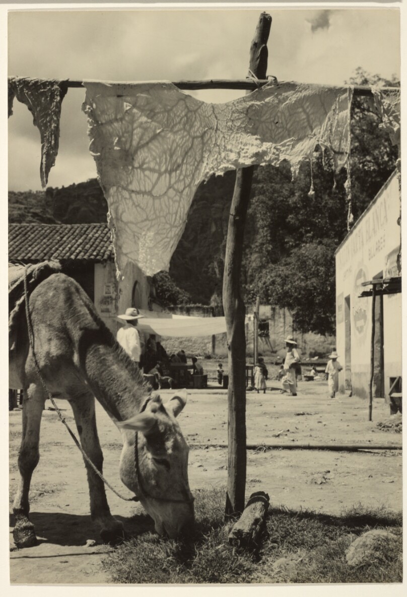 [Burro Grazing]