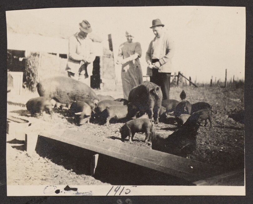 [Men and woman feeding pigs]