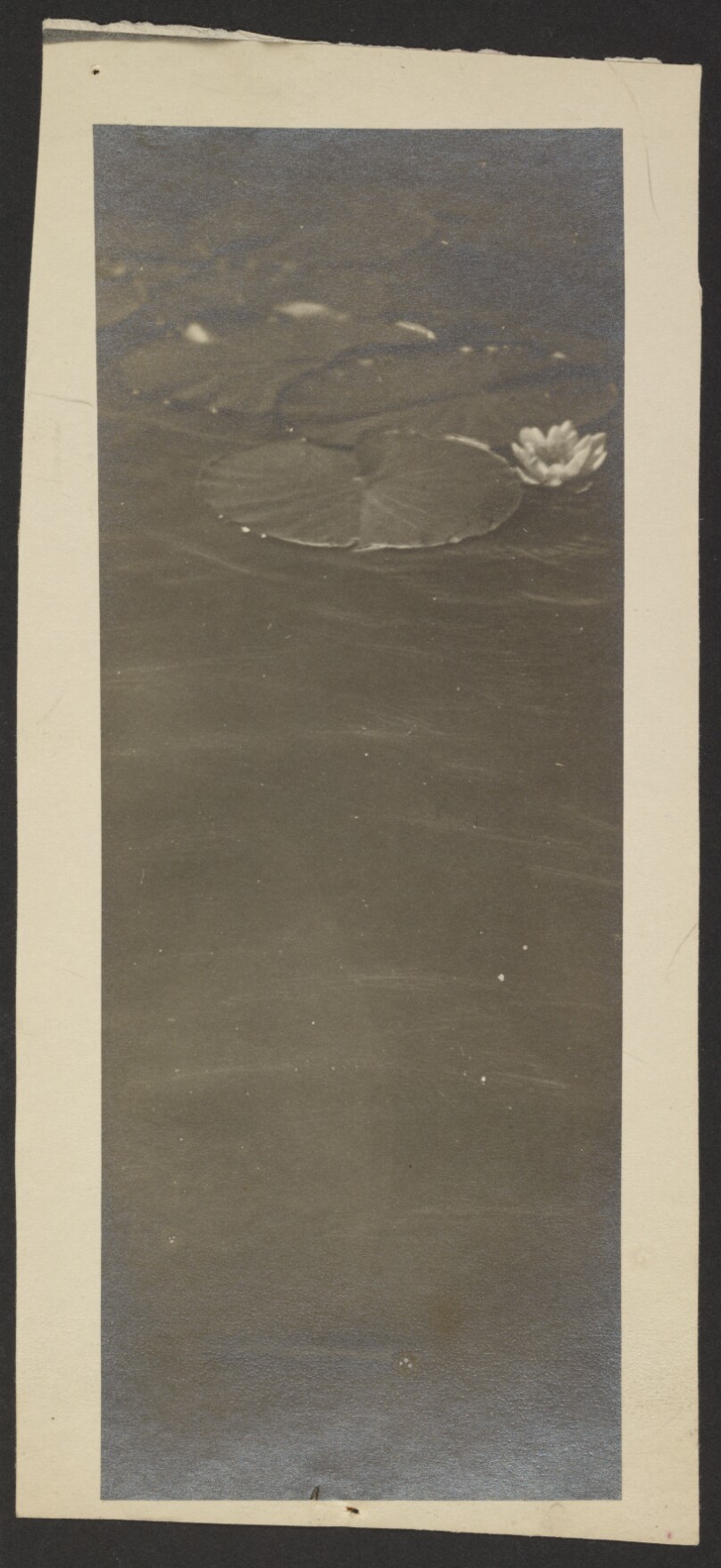 [Lily pads on pond]