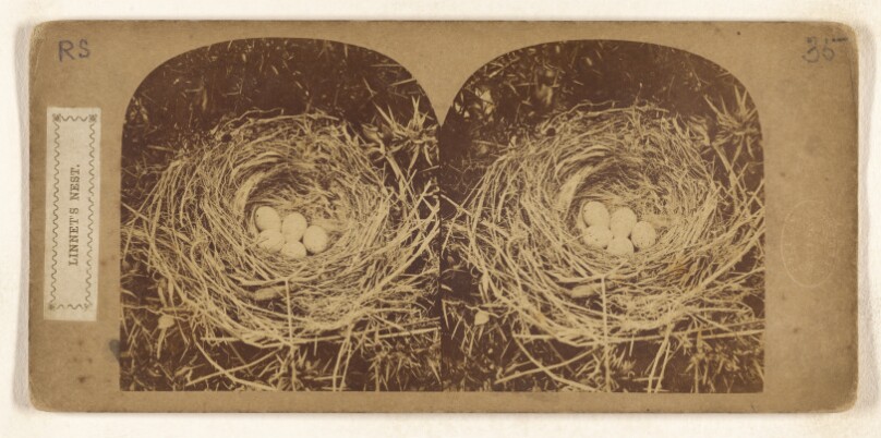 Linnet's Nest.