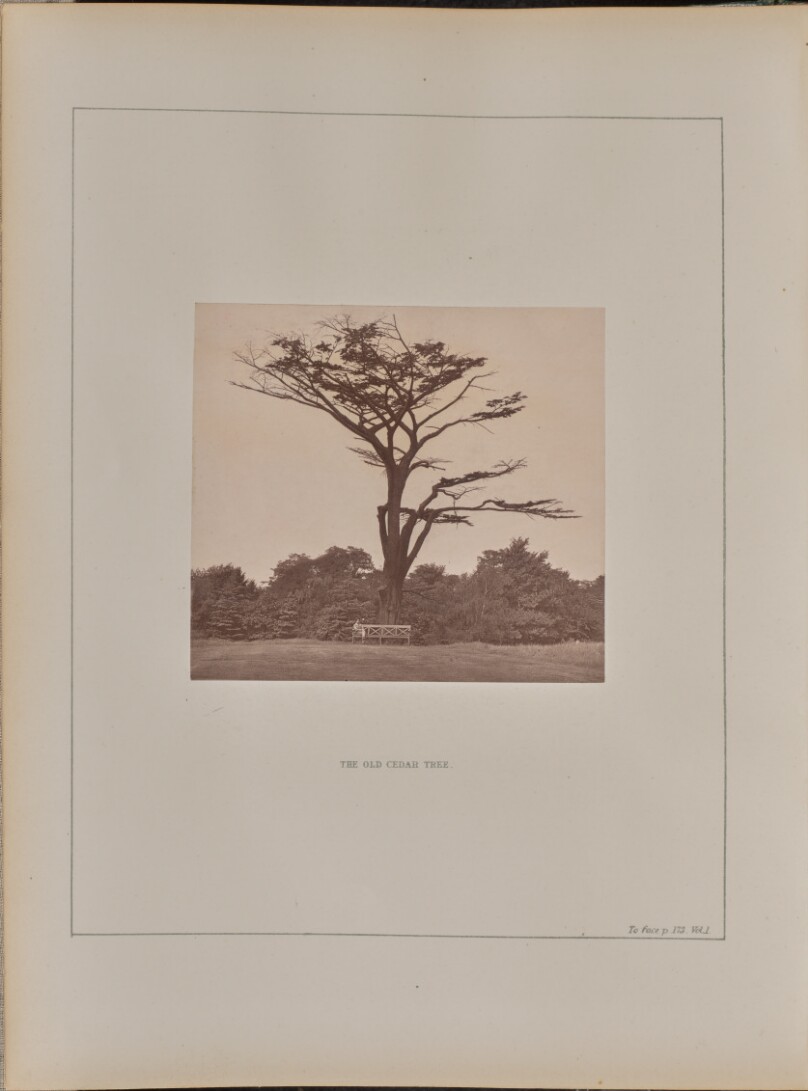 The Old Cedar Tree