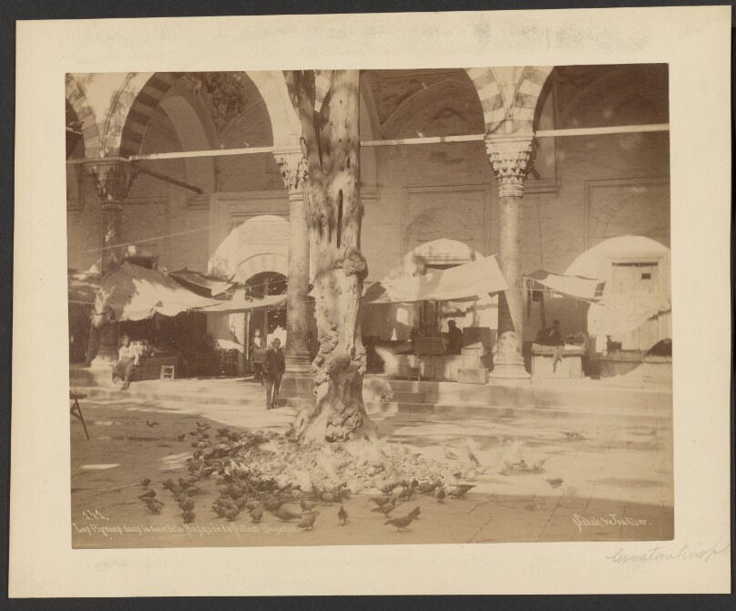 Les Pigeons dans la cour de la Mosquée du Sultan Bayazed