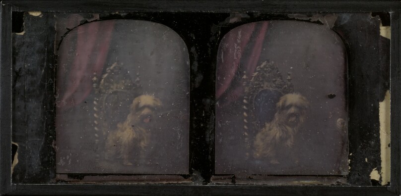 [Fancy, a dog]