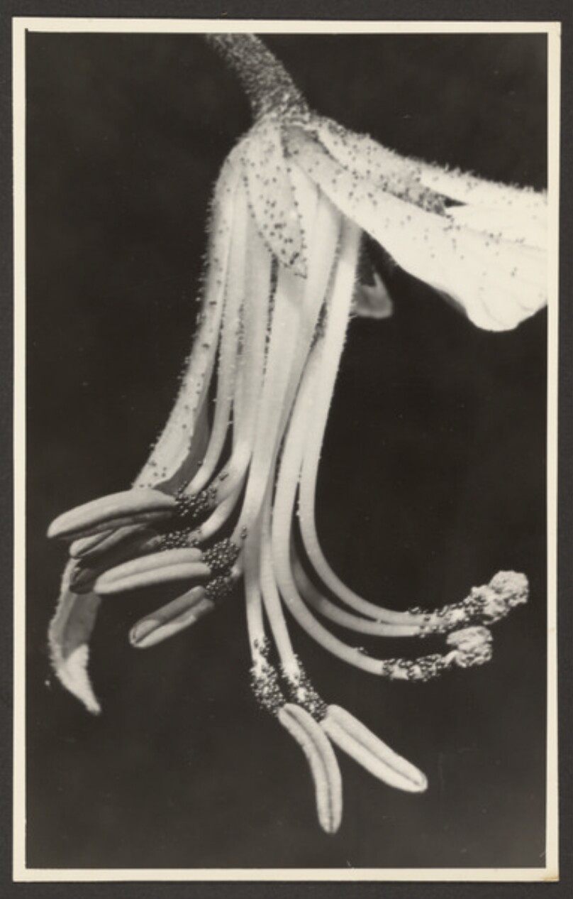 Dictamnus fraxinella, Diptam, Staubgefäße