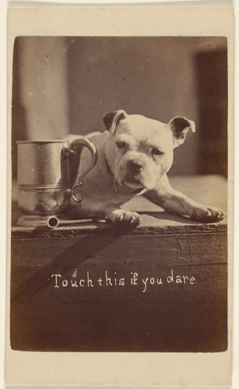 Touch this if you dare [little dog guarding a cup]