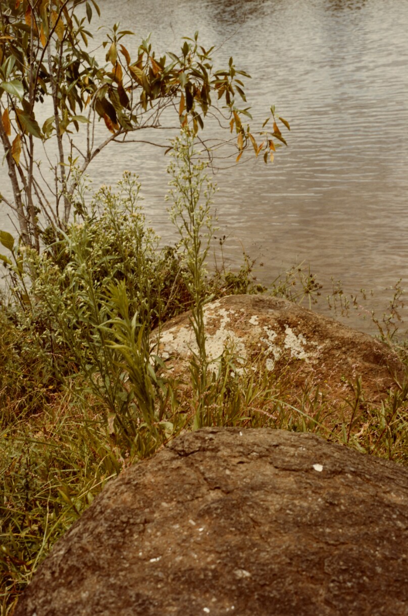 [Rock and Grass]