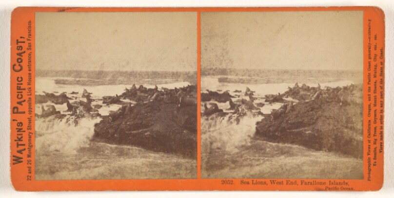 Sea Lions, West End, Farallone [sic] Islands, Pacific Ocean.