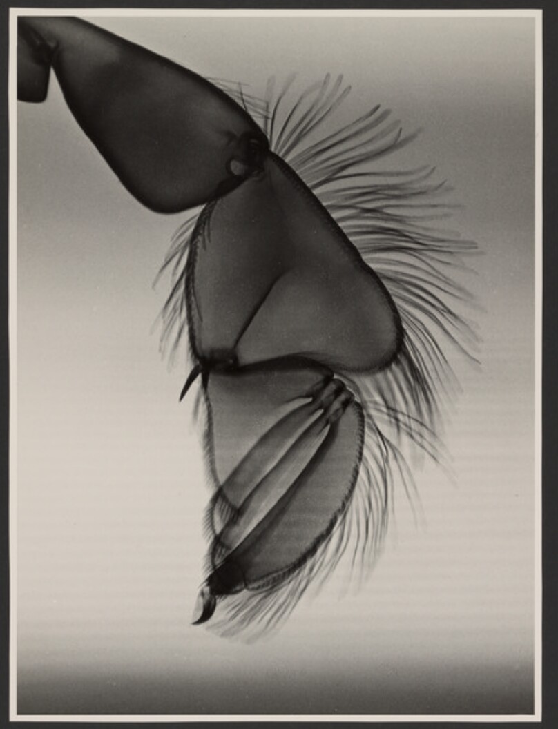 [Rudder foot of a water beetle]