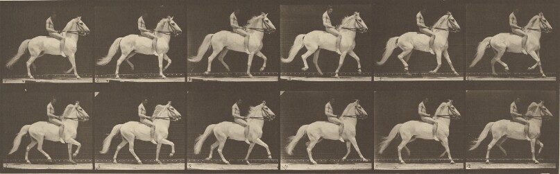 Animal Locomotion