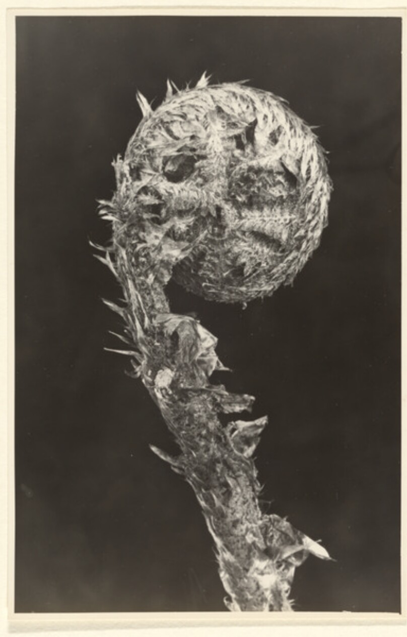 Aspidium (Dryopteris) filix-mas, Wurmfarn