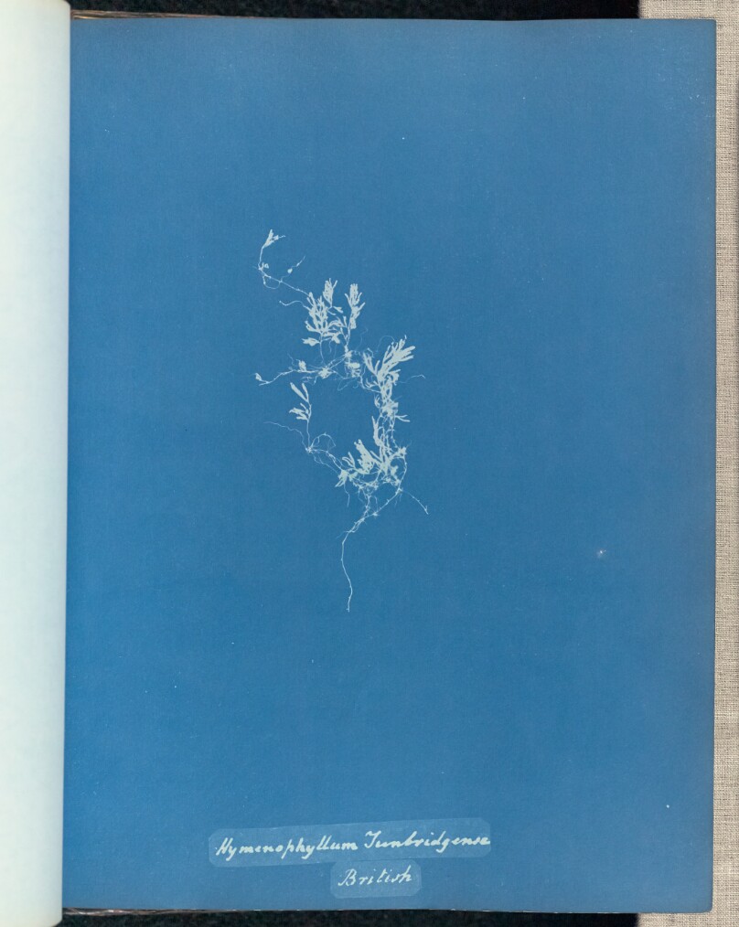 Hymenophyllum Tunbridgense, British