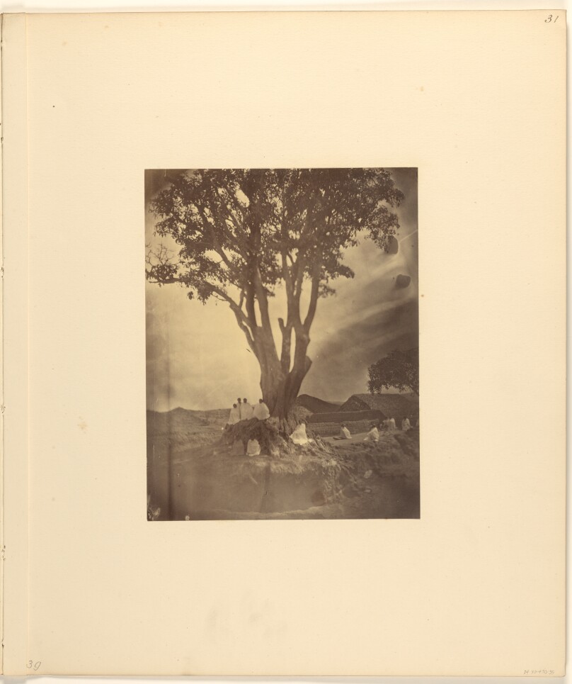 A Montana Tree, Often Planted About the Tombs