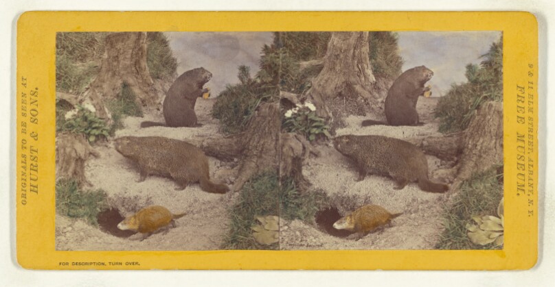 Class I, Order IV, Rodentia. Family Arctomidae. The Woodchuck...