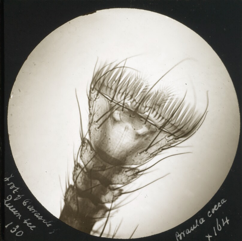 Foot of Parasite of Queen Bee. Braula Coeca.