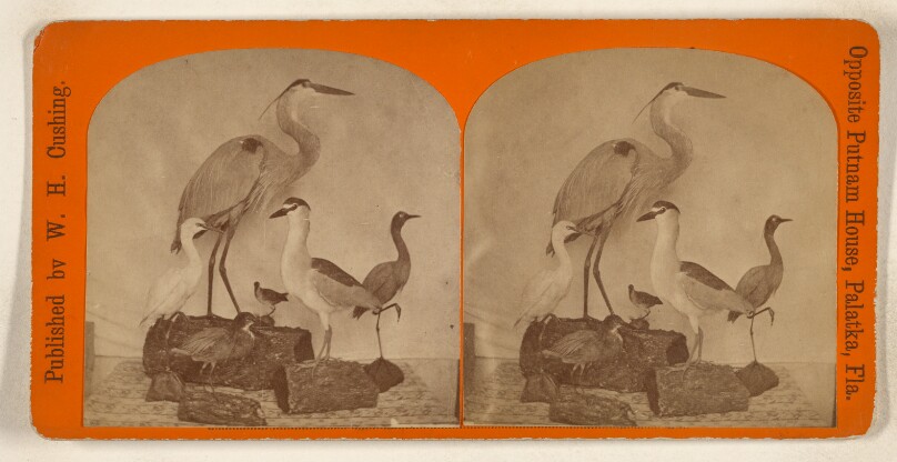 [Stuffed water fowl, Florida, possibly made by J.H. Fry, Taxidermist, Paltaka, Florida]