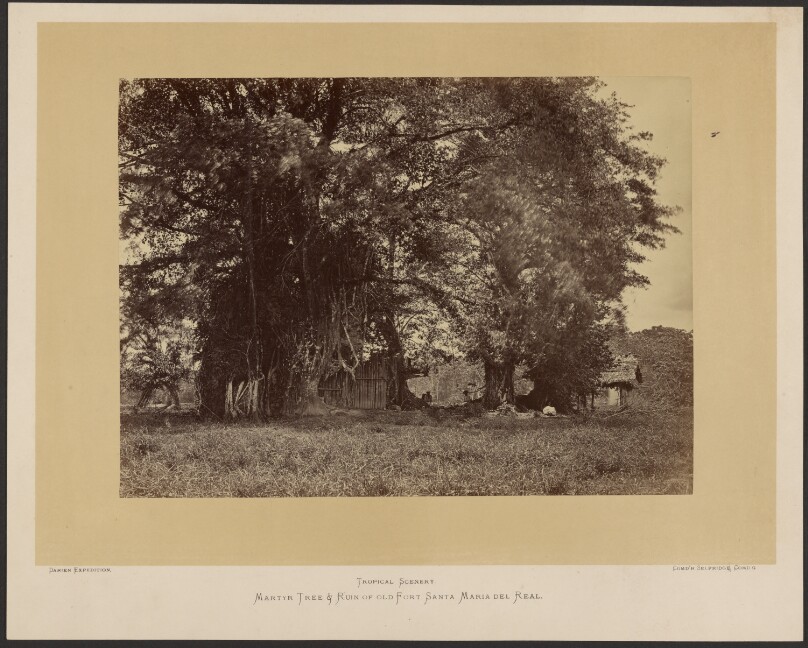 Martyr Tree & Ruin of old Fort Santa Maria del Real.