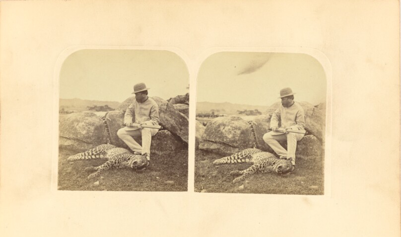 The Indian Leopard