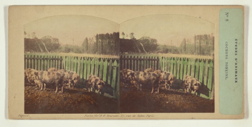 Etudes d'Animaux. Cochons Tonkins.