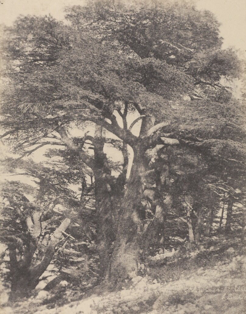 Groupe de Cèdres de Mt. Liban / [Group of Cedar Trees, Mount Lebanon]