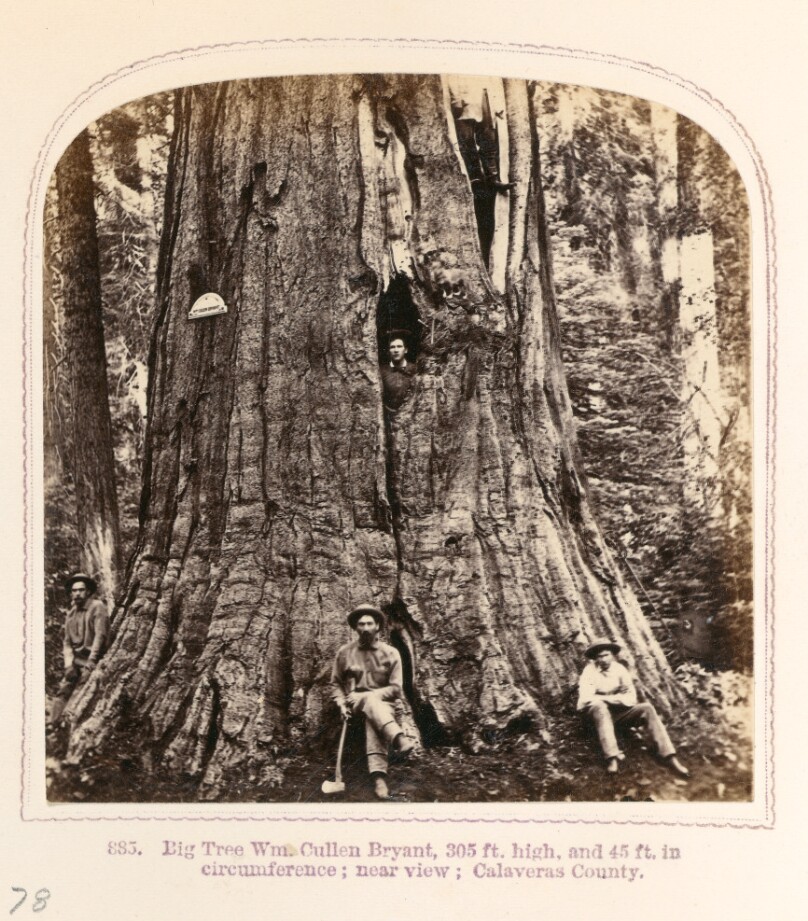 Big Tree William Cullen Bryant