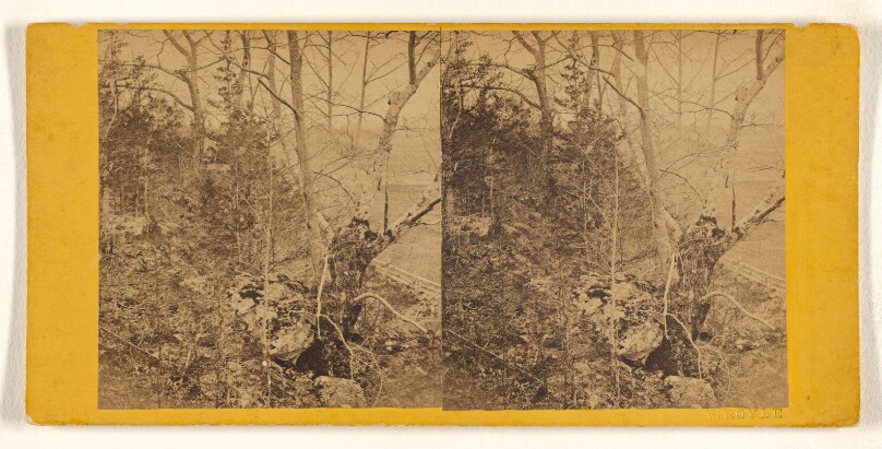 [View of woods]