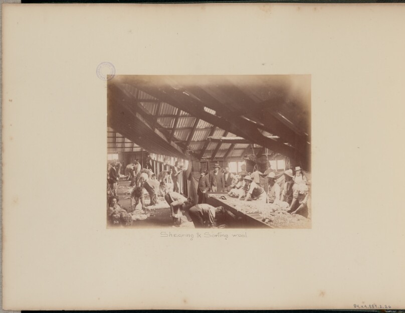 Shearing and Sorting Wool
