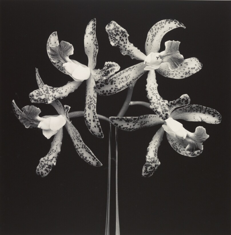 Orchids