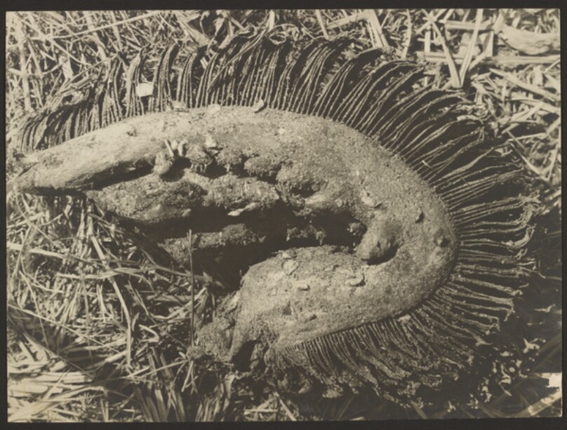 Fischrest [Remains of Sea Animal]