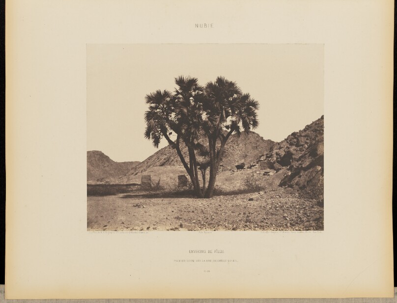 Environs de Fîleh. Palmier Doum sur la Rive Orientale du Nil