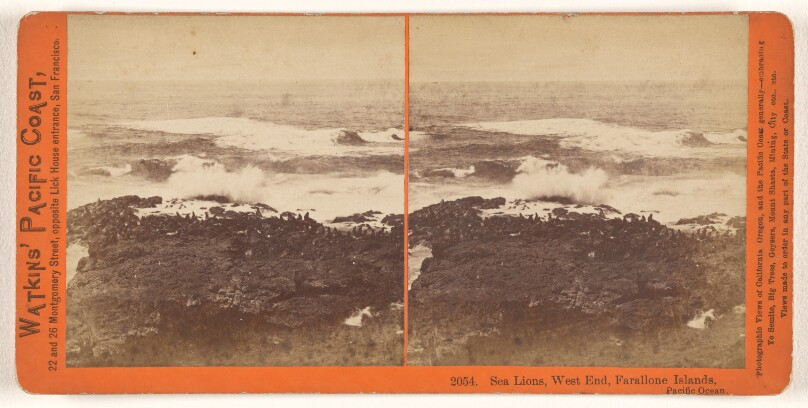 Sea Lions, West End, Farallone [sic] Islands, Pacific Ocean.