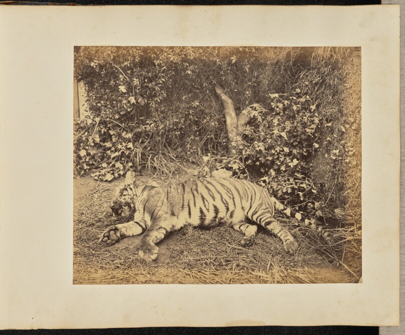 [Tiger carcass, India]