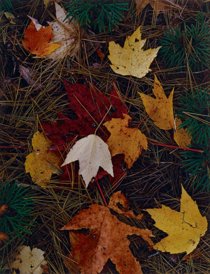 Maple Leaves and Pine Needles, Tamworth, New Hampshire