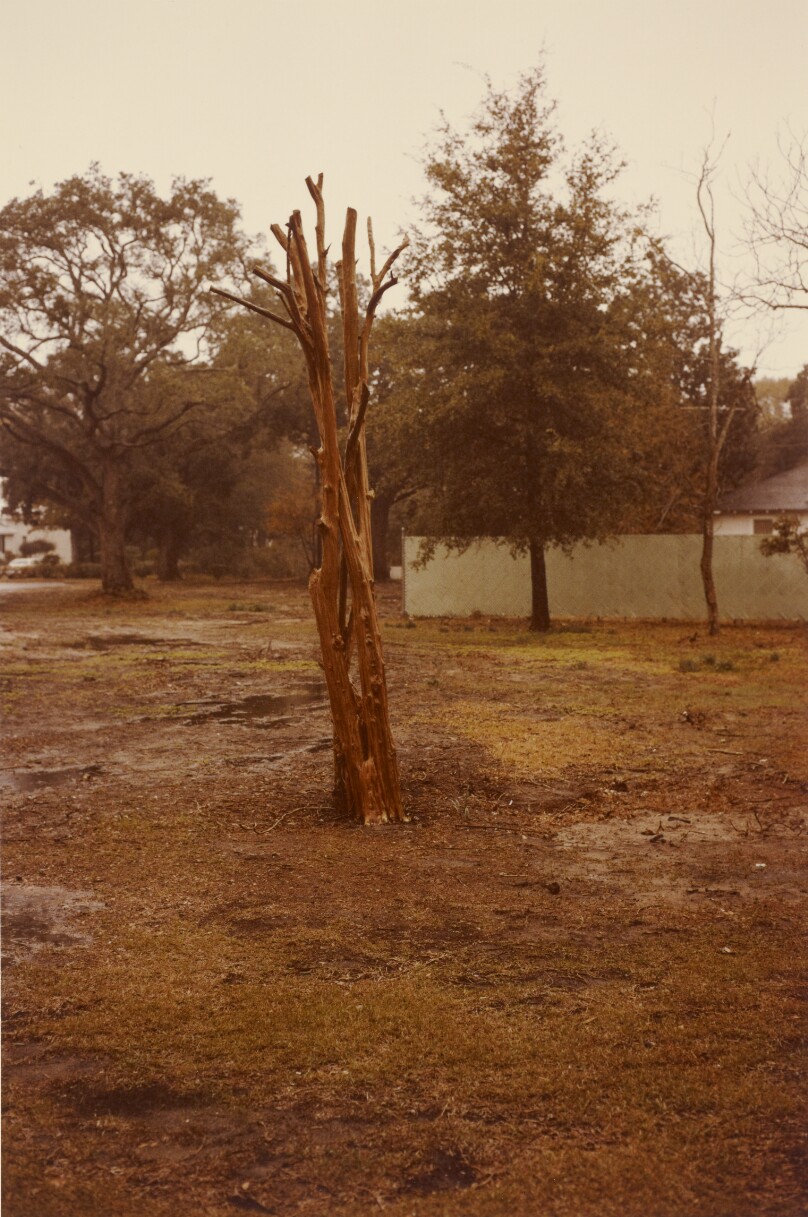 [Tree stump, U.S.A.]