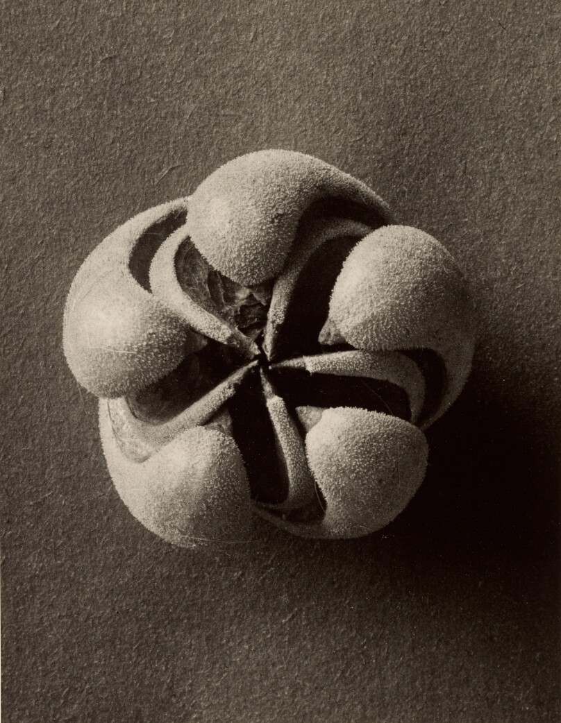 Blumenbachia hieronymi (Loasaceae)