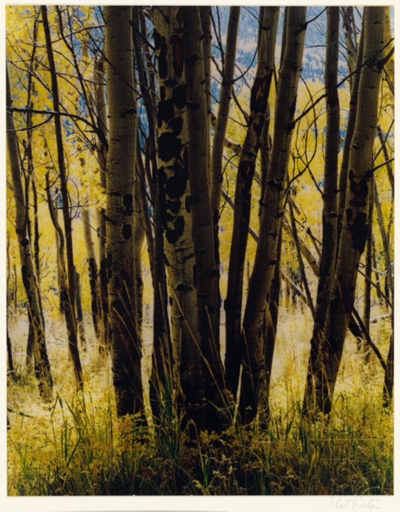 Aspens and Grass, Elk Mountain Road, New Mexico