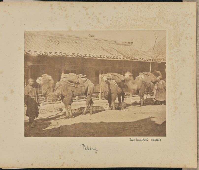 Two Humped Camels. Peking