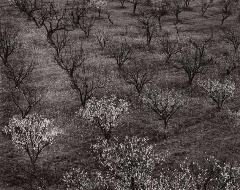 Orchard, Portola Valley, California