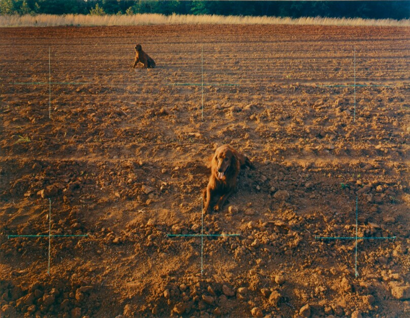 Red Setters in Red Field, Charlotte, North Carolina