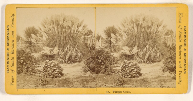 Pampas Grass. [Santa Barbara, California]