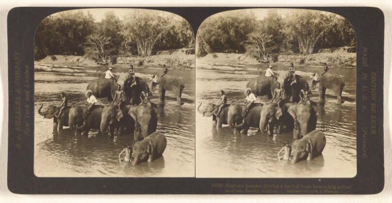 Elephant keepers driving a herd of huge beasts into a river to drink, Kandy, Ceylon.